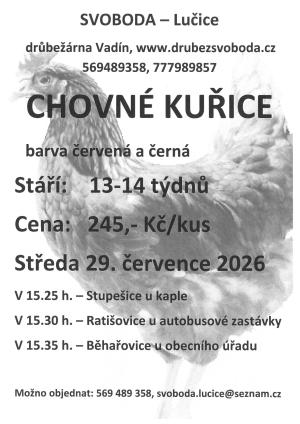 kuřice